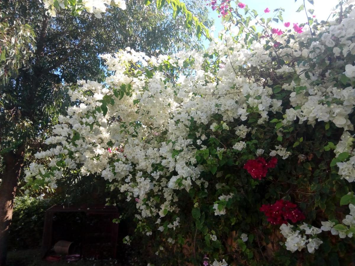 Riad Tanjil Nouaceur Bagian luar foto